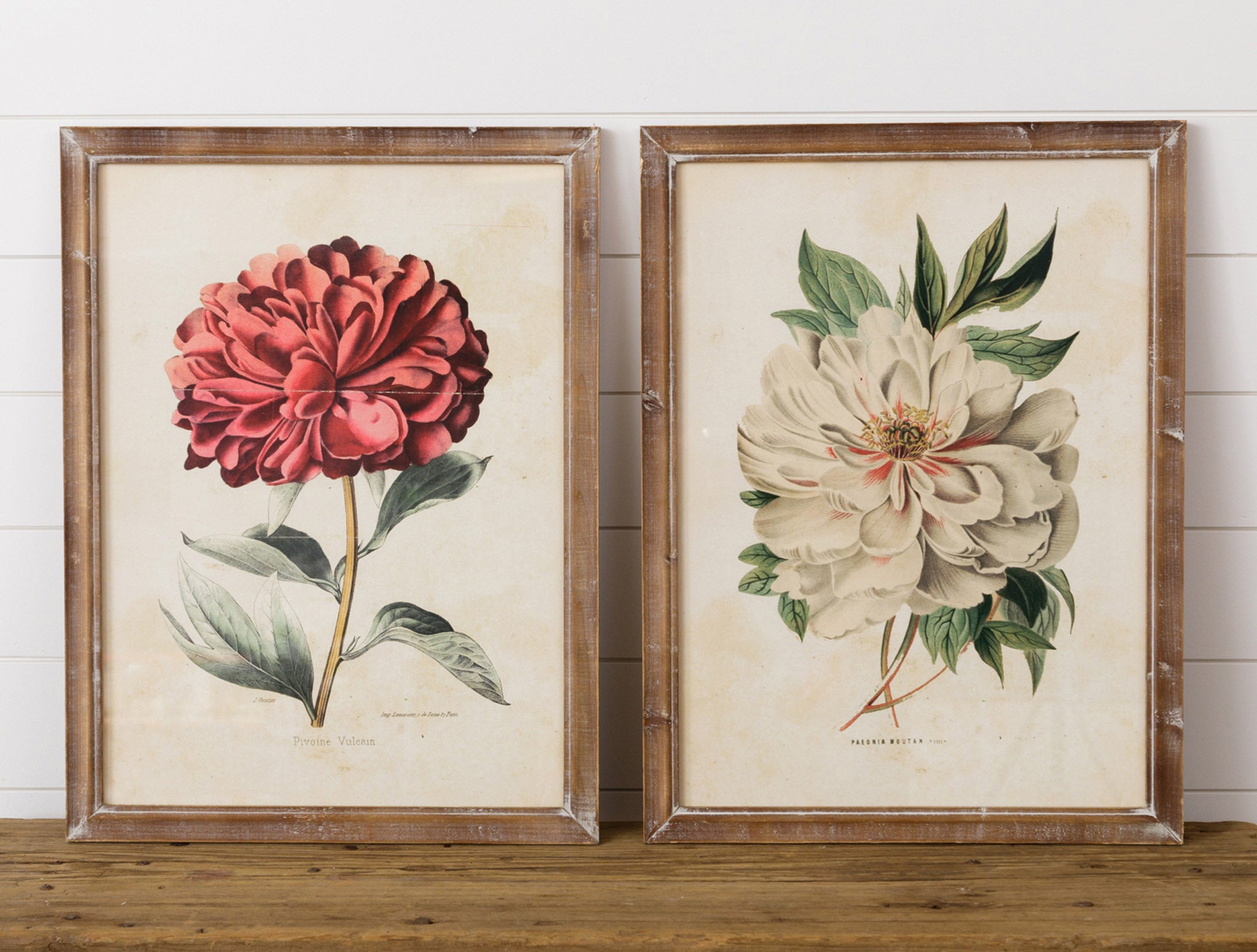 Framed Prints - Vulcan Peony