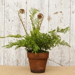 Ferns & Foliage
