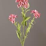 Geraniums