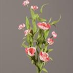 Camellia