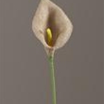 Calla Lilies