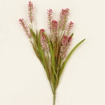 Liatris