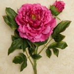 Peonies