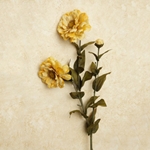 Zinnia