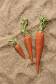 DECORATIVE  CARROT - PAINTED  FABRIC