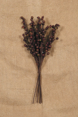 PICK - PRIMITIVE BERRIES