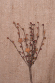 SPRIG - PRIMITIVE BERRIES  RUSTY STARS