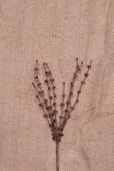 Pick - Red Berries