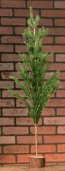 Christmas Tree - Feather