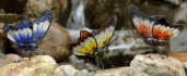 Butterfly Friends - Amber  Blue  Black W/ Orange