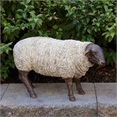 Sheep - Grazing
