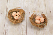 Nest With Eggs