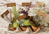 MINI HERB GARDEN - W/TAGS