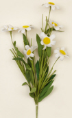 BRANCH - DAISIES  WHITE