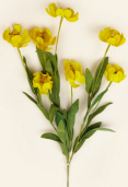 Branch -  Coreopsis, Yellow