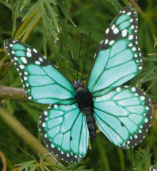 BUTTERFLY CLIP - BLUE  LG
