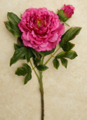 Branch - Peony, Raspberry