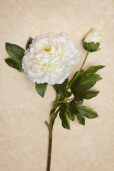 BRANCH - PEONY  WHITE