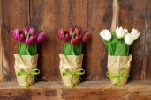 Newsprint Pot - Tulips: Cream, Red, Purple