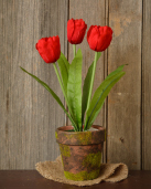 Potted Tulips, Red