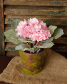 Potted African Violets, Pink