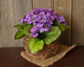 Twig Basket W/Purple African Violets