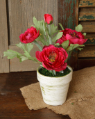 Potted Ranunculus, Peach