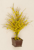 FORSYTHIA - POTTED TREE