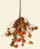 Branch - Autumn Flowers & Berries