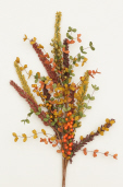 BRANCH-HARVEST ASSORTMENT