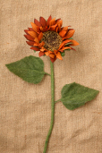 Floral  Long Stemmed - Sunflower  Brown