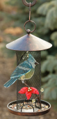BIRD FEEDER - GLASS BLUE JAY ON  SCREEN