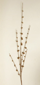 Branch - Jingle Bells, Rusty