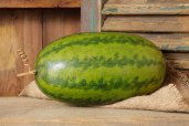 WATERMELON - DECORATIVE