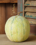 CANTALOUPE - DECORATIVE