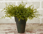 BOXWOOD   POTTED