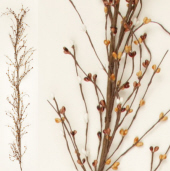 GARLAND - CREAM  DARK & LIGHT TAN BERRIES