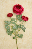 Branch - Ranunculus  Raspberry