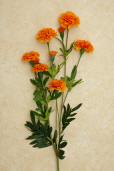 Branch - Marigold  Orange