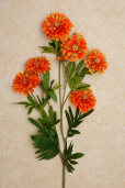 BRANCH - COCO ZINNIA  ORANGE