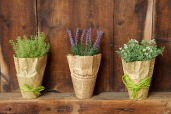 NEWSPRINT POT - HERBS: LAVENDER  MARJORAM  THYME