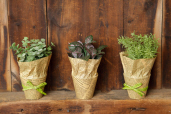 NEWSPRINT POT - HERBS: OREGANO  ROSEMARY  SAGE