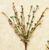 Primitive Berry - Pick, Yellow/Green