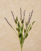Pick - Lavender