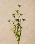 Spray - Blue Globe Amaranth