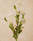 SPRAY - ASTER  WHITE
