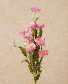 Spray - Aster, Pink