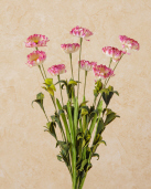 Spray - Aster, Pink/White
