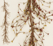 GARLAND - PRIMITIVE BERRY MIX; BURG  MUSTARD  SAGE