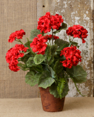 Potted Geraniums W/ Ferns